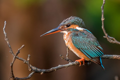 Common Kingfisher