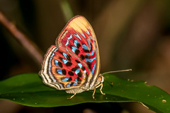 Common Red Harlequin