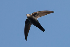 Cook's Swift