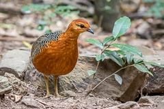 Ferruginous Partridge