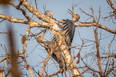 Great Slaty Woodpecker