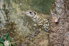 Long-tailed Thrush