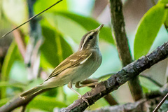 Sakhalin Leaf Warbler