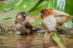 Short-tailed Parrotbill and White-rumped Munia