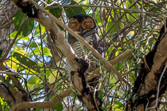 Spotted Wood Owl