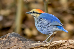 Blue Pitta