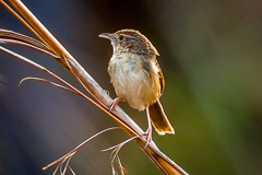 Brown Prinia