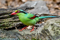 Common Green Magpie