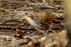 Large Scimitar Babbler