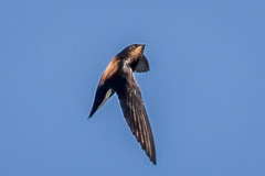 Silver-backed Needletail