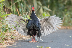 Silver Pheasant