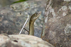 Chequered Keelback