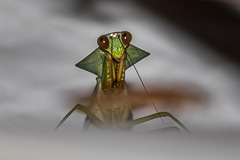 Malayan Shield Mantis
