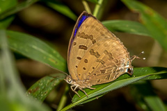 Sylhet Oakblue