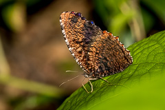 Dried-leaf Palmfly