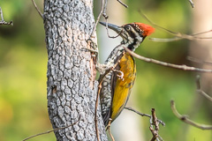 Greater Flameback