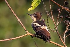 Heart-spotted Woodpecker