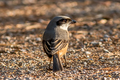 Grey-backed Shrike