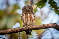 Asian Barred Owlet