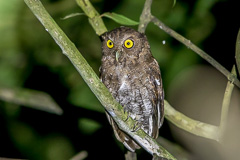 Choco Screech Owl