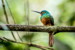 Coppery-chested Jacamar