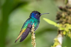 Golden-tailed Sapphire