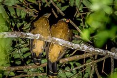 Nocturnal Curassow