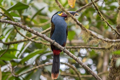 Plate-billed Mountain Toucan