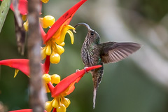 White-tipped Sicklebill