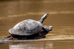 Yellow-spotted River Turtle