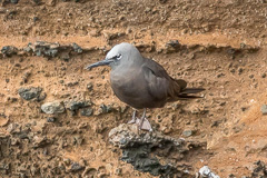 Brown Noddy