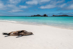 Gardner Bay - Española