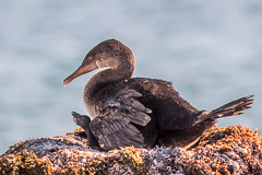 Flightless Cormorant