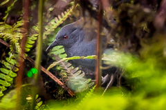 Galapagos Crake