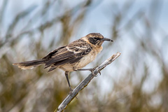 Galapagos Mockingbird