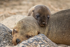 Galapagos Sea Lion