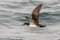 Galapagos Shearwater