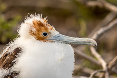 Great Figatebird