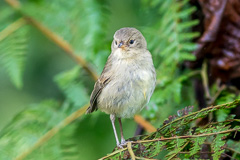 Green Warbler Finch