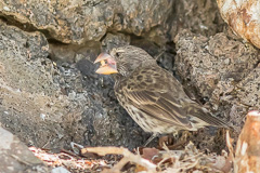 Large Ground Finch