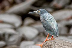 Lava Heron