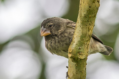 Medium Ground Finch