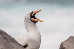 Nazca Booby