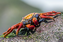 Sally Lightfoot Crab