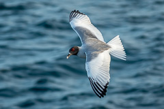 Swallow-tailed Gull