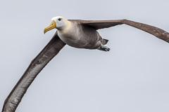 Waved Albatross