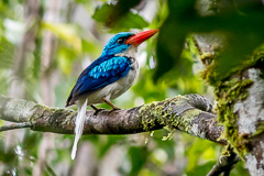 Biak Paradise Kingfisher