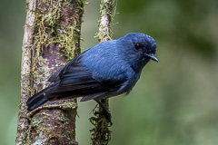 Blue-grey Robin