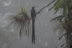 Brown Sicklebill in the mist