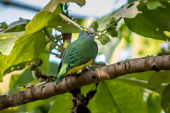 Coroneted Fruit Dove